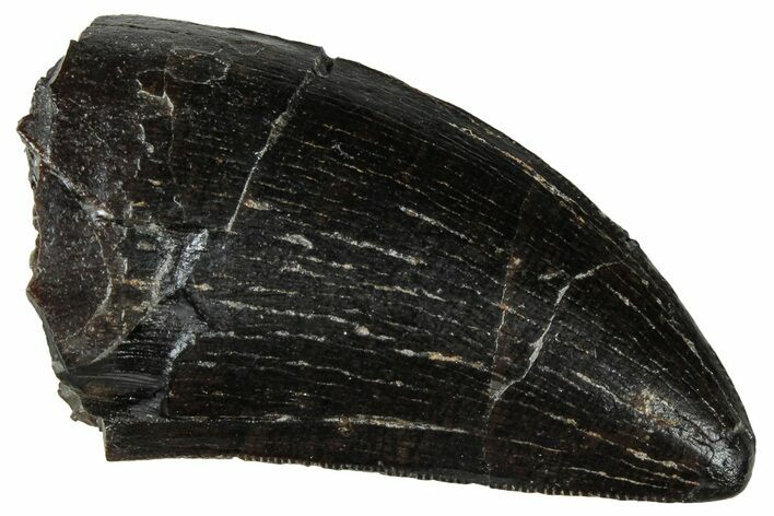 Serrated Tyrannosaur Tooth - Two Medicine Formation #299669